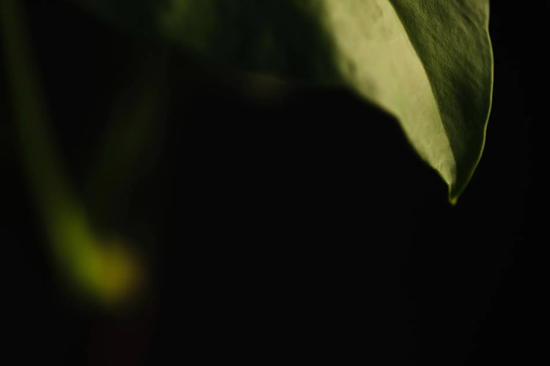 Composition d'un despacho avec feuilles de coca et éléments naturels pour une offrande à la Terre-Mère