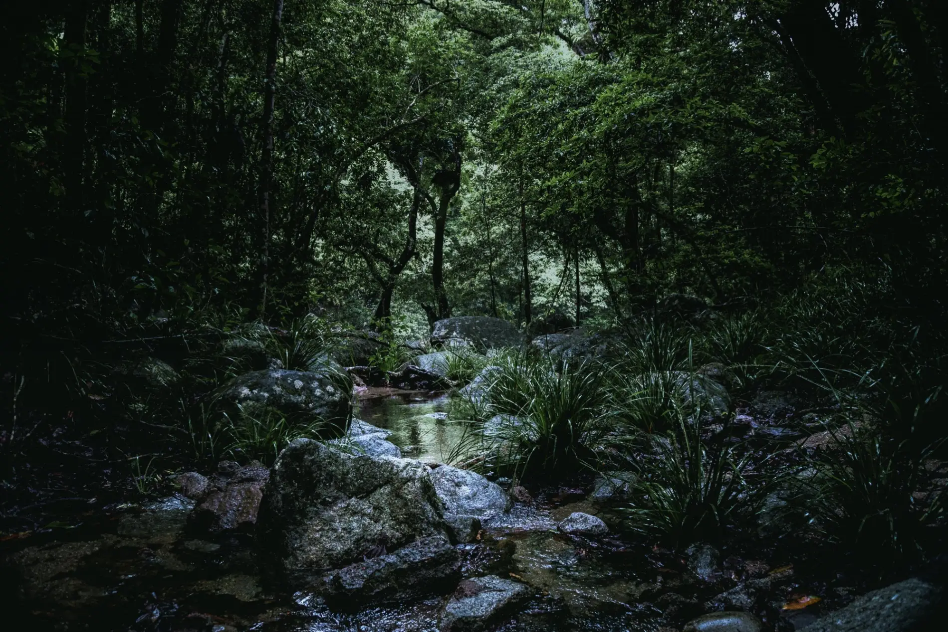 Ambiance de jungle mystérieuse pour illustrer la mise en place d'une protection spirituelle de la maison.
