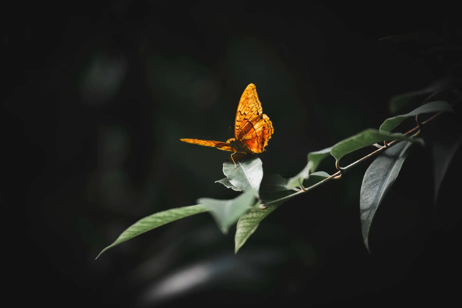 Papillon se posant délicatement sur une branche, symbolisant la légèreté des messages spirituels portés par les plumes sacrées.